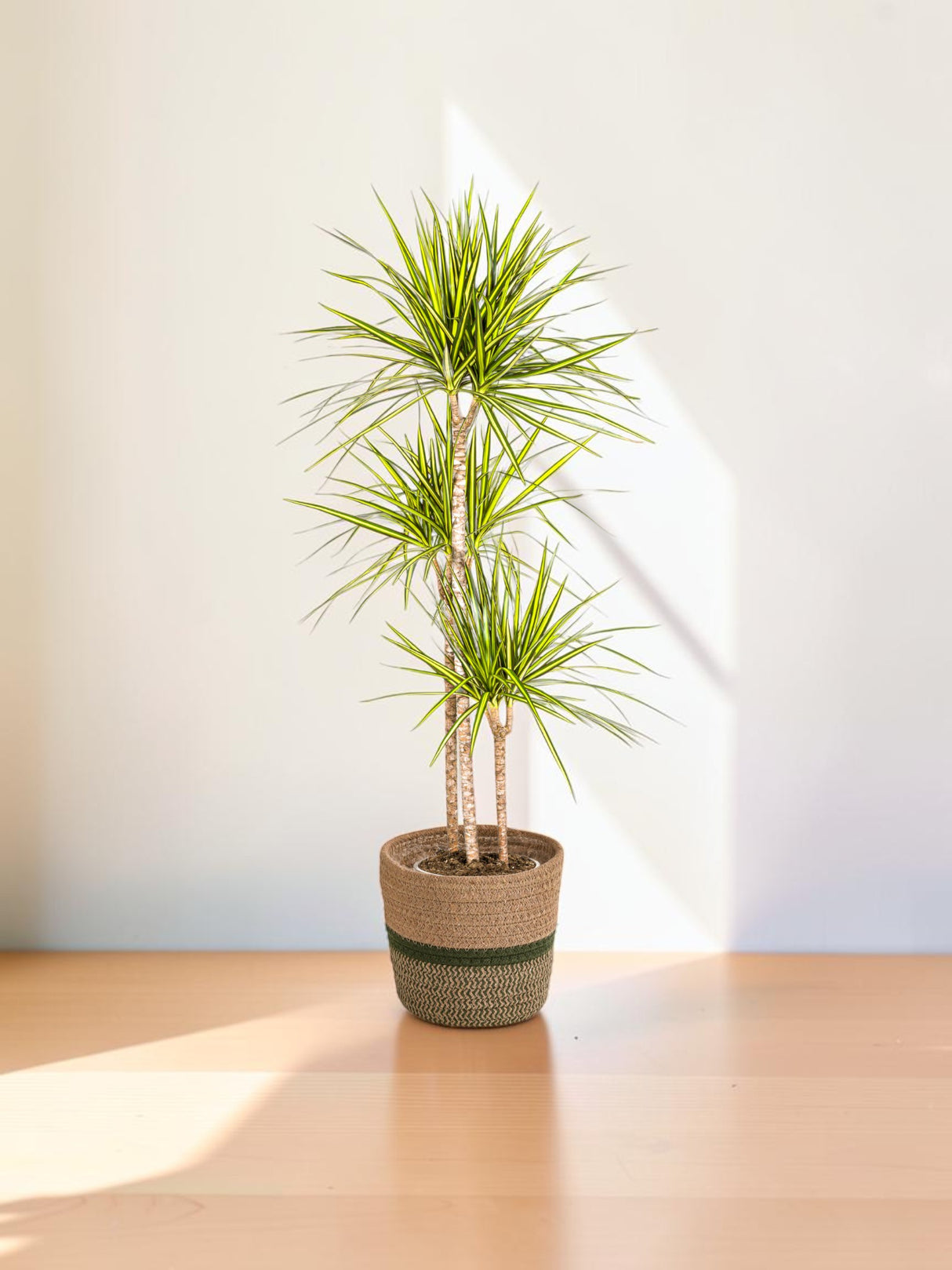 Dracaena Marginata Sunray mit Korb Ø24cm - ↕130 - 150cm