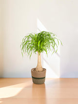 Beaucarnea Recurvata Stamm mit Korb Ø21cm - ↕60 - 80cm