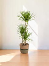 Dracaena Marginata Green mit Korb Ø21cm - ↕110 - 130cm