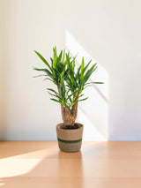 Yucca Elephantipes verzweigt mit Korb Ø21cm - ↕60 - 70cm