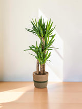Yucca Elephantipes mit Korb Ø21cm - ↕90 - 110cm
