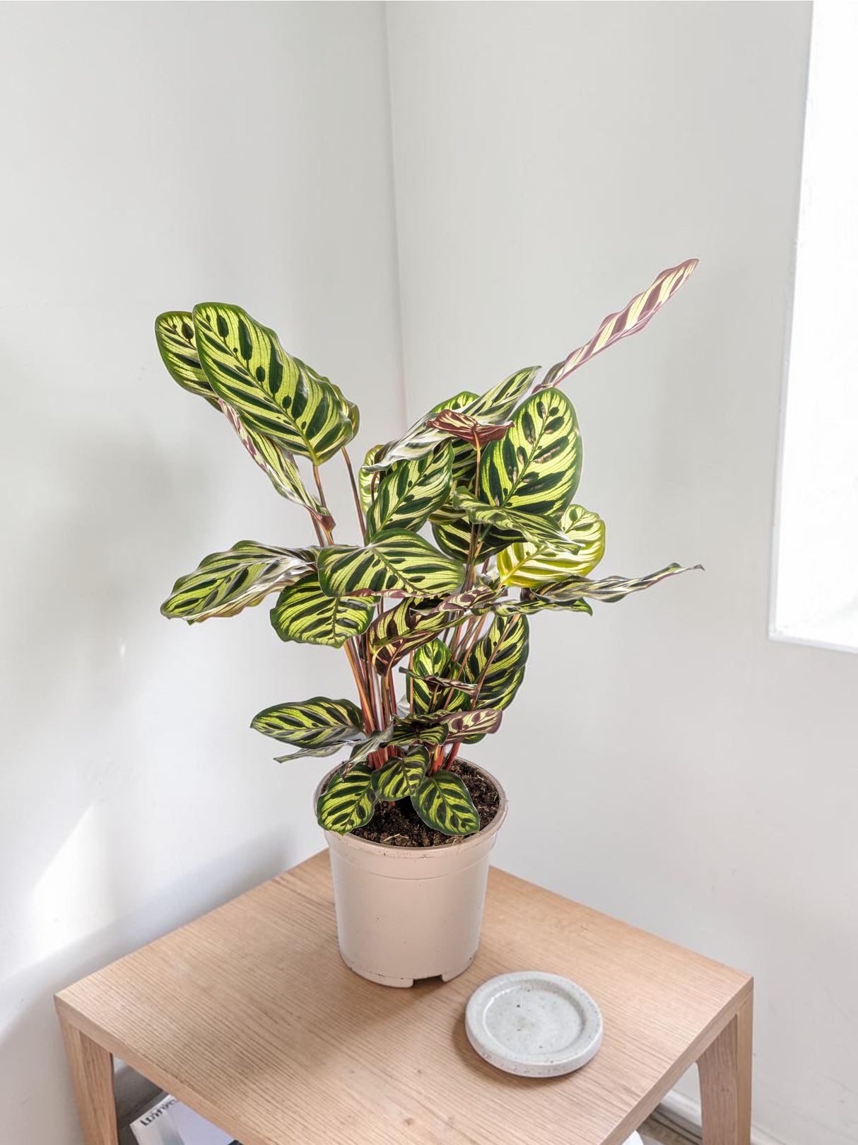 Calathea Makoyana