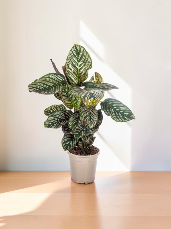 Calathea Ornata Sanderiana