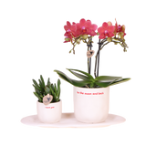 Coffret Love You - orchidée Congo rouge et plante verte en cache-pots - H 35 cm