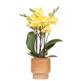 Orchidée Phalaenopsis jaune Blossom Albenga avec cache-pot Bold cognac - H 40 cm, pot Ø9 cm