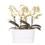 Duo d'orchidées Lausanne blanches en cache-pot Diabolo Twin - H 35 cm, pots Ø9 cm