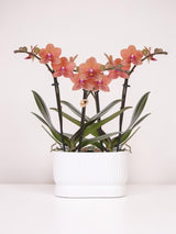 Kolibri Orchids | Orchideenset Diabolo Twin White | zwei orangefarbene Bolzano Orchideen Ø9cm