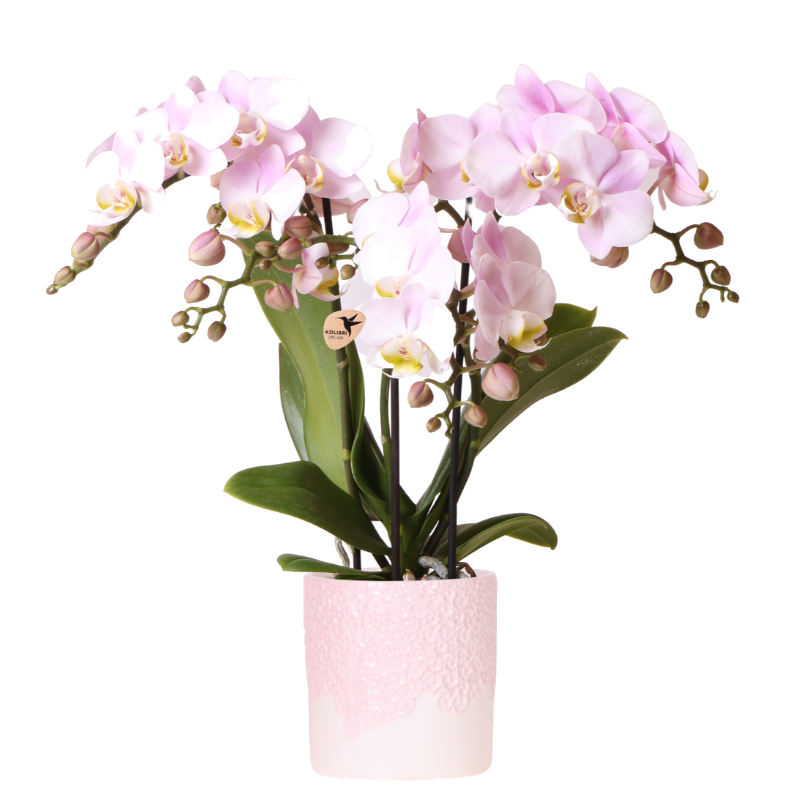 Orchidée Phalaenopsis rose Mineral Antwerpen avec cache-pot Bloom rose - H 40 cm, pot Ø9 cm