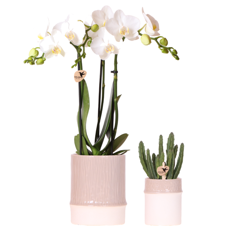 Orchidée blanche Mineral Amabilis et Calathea Freddie en cache-pots Bamboo - H 40 cm
