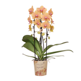 Kolibri Orchids | Oranje phalaenopsis orchidee potmaat Ø12cm | Sunny Bunny | bloeiende kamerplant - vers van de kweker