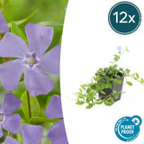 Petite Pervenche (Vinca minor) '' - vue 6