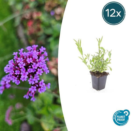 Verveine De Buenos Aires (Verbena bonariensis) '' - vue 8