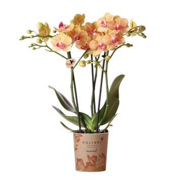 Orangefarbene Orchidee und ihr Blumentopf – H35cm, Ø9cm