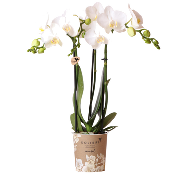 Weiße Orchidee und ihr Blumentopf – H35cm, Ø9cm