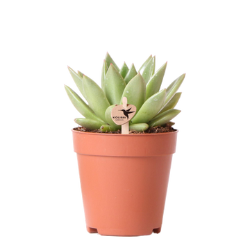 Echeveria Miranda h13cm – Sukkulente für den Innenbereich