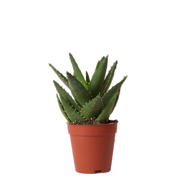 Aloe Brevifolia h20cm - saftig