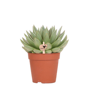 Echeveria Miranda h20cm – Sukkulente für den Innenbereich
