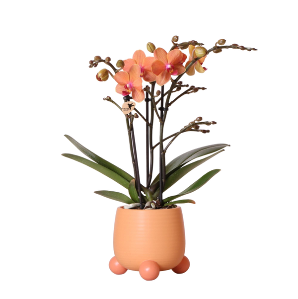 Livraison plante Orchidée orange et son cache - pot pêche - plante d'intérieur fleurie