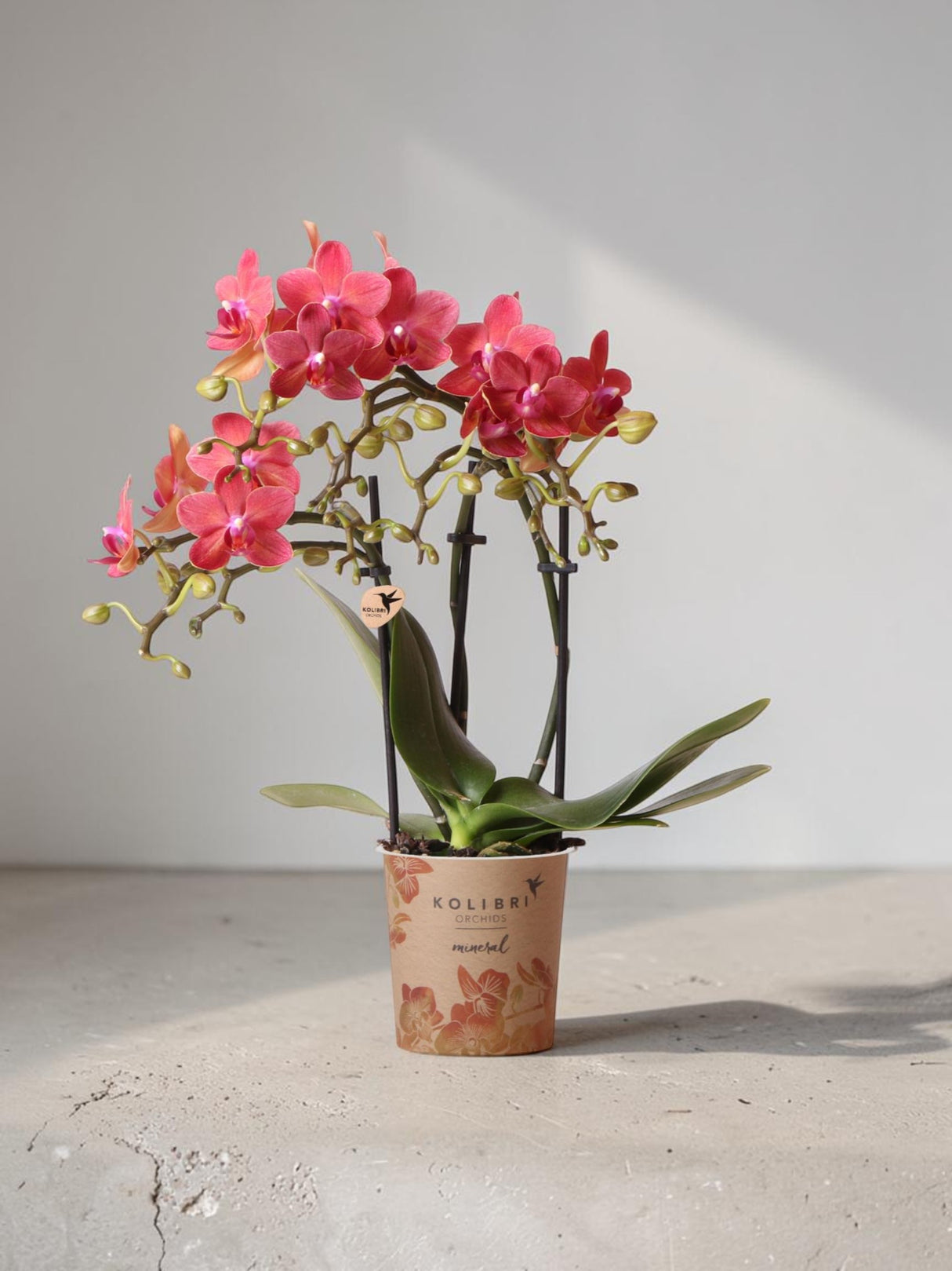 Rote Phalaenopsis-Orchidee – Kongo – blühende Zimmerpflanze