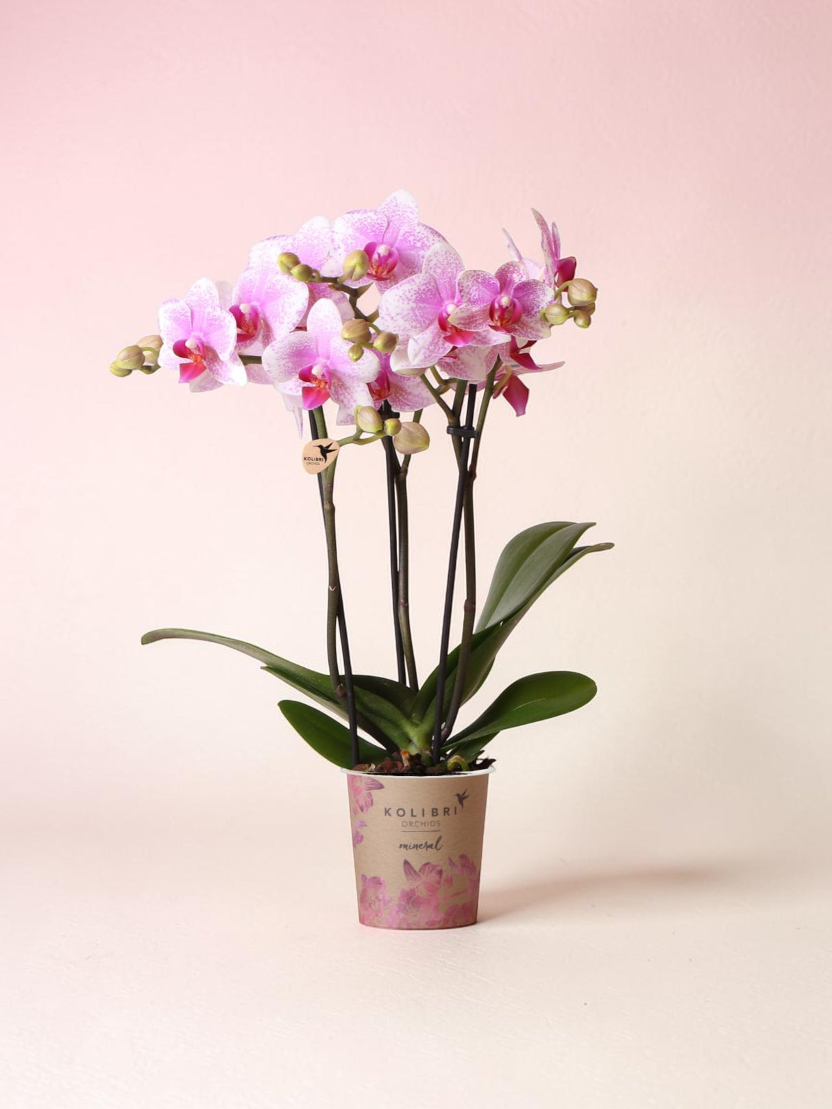 Rosa Phalaenopsis-Orchidee – Rotterdam-Mineral