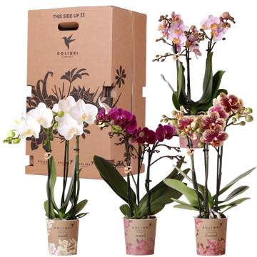 Überraschungsbox: 4 hochwertige, abwechslungsreiche Orchideen