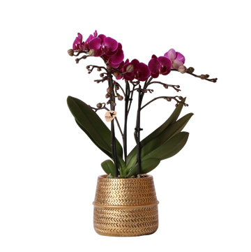 Morelia Violette Orchidee und ihr Topf