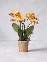 Orangefarbene Phalaenopsis-Orchidee – Jewel Las Vegas – Blühende Pflanze