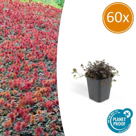 Acaena Microphylla (Acaena microphylla) 'Kupferteppich' - vue 16