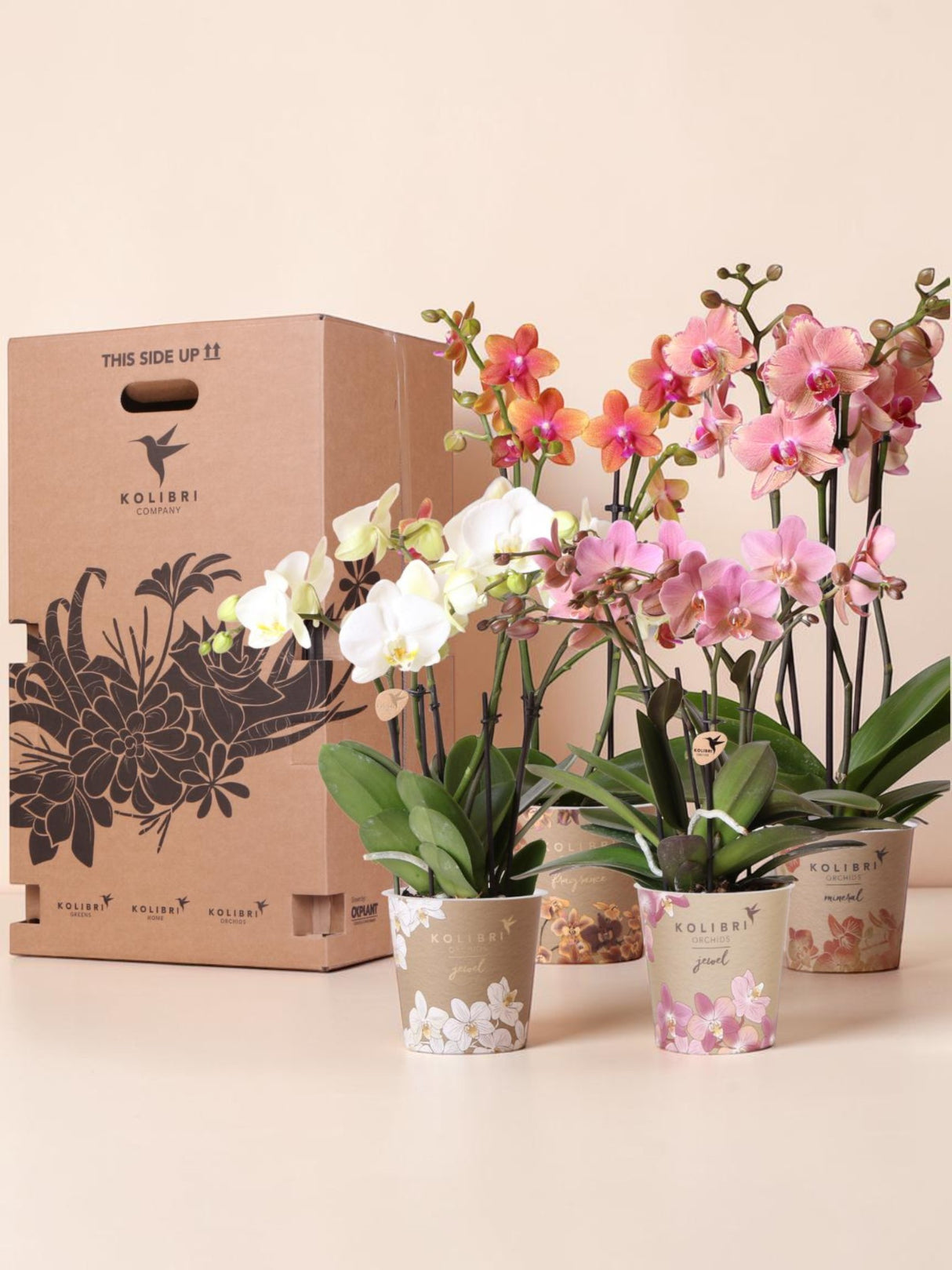 Orchideen-Überraschungsbox – 4 Sorten