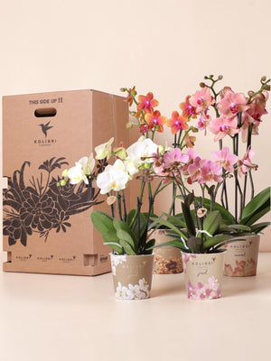 Orchideen-Überraschungsbox – 4 Sorten