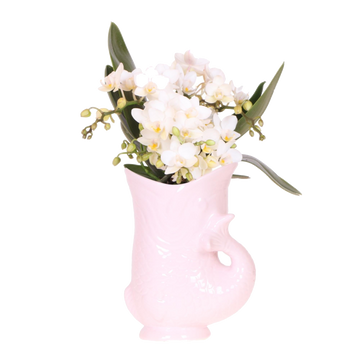 Kolibri-Orchideen | Witte-Orchidee 'Nazaré' + Fischtopf rosa - Topf Ø9cm | Bloeiende kamerplant - vers van de kweker