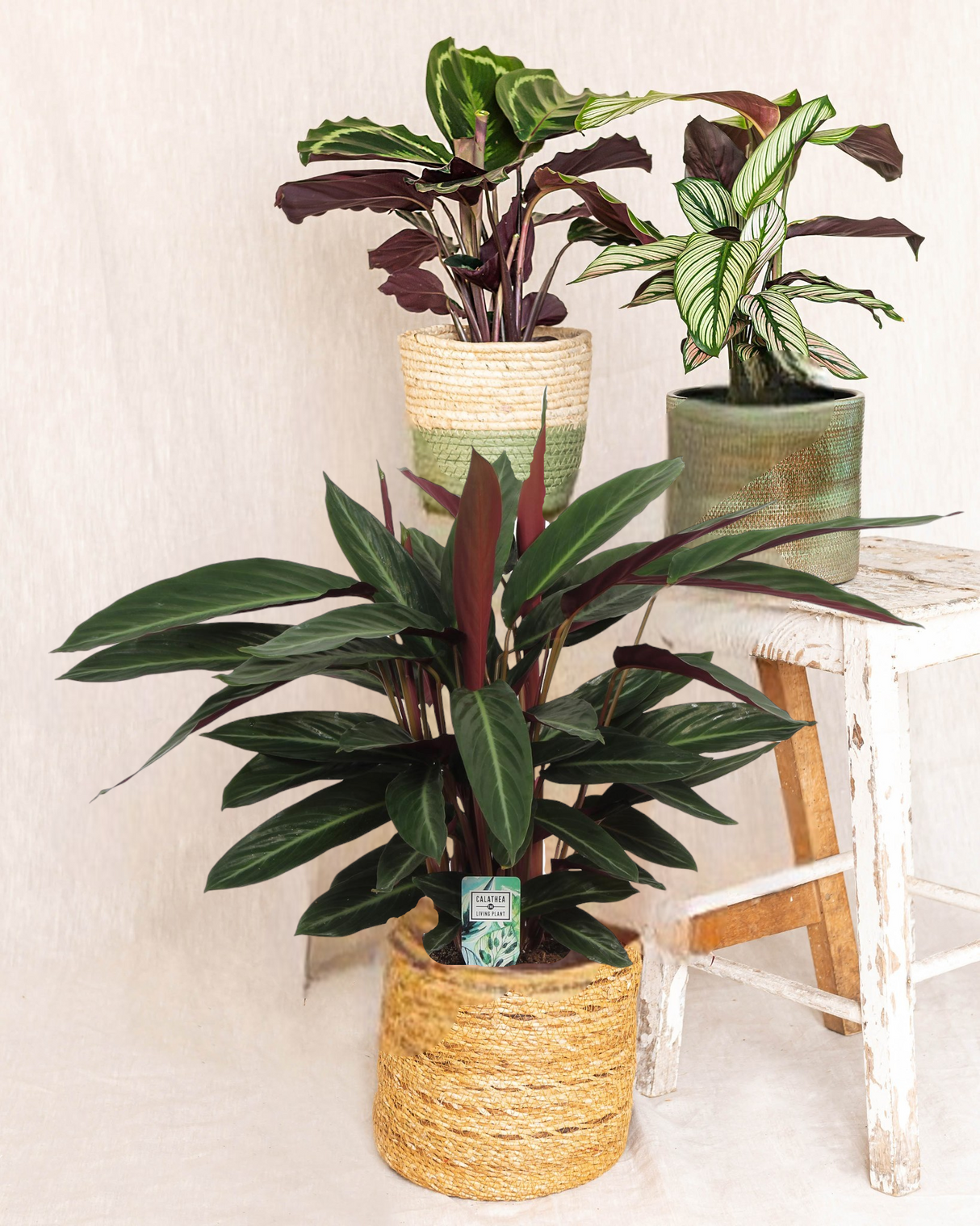 Calathea-Trio – Pflanzenmama