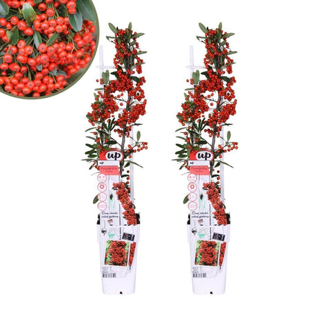 Livraison plante 2 x Pyracantha coccinea Red Star