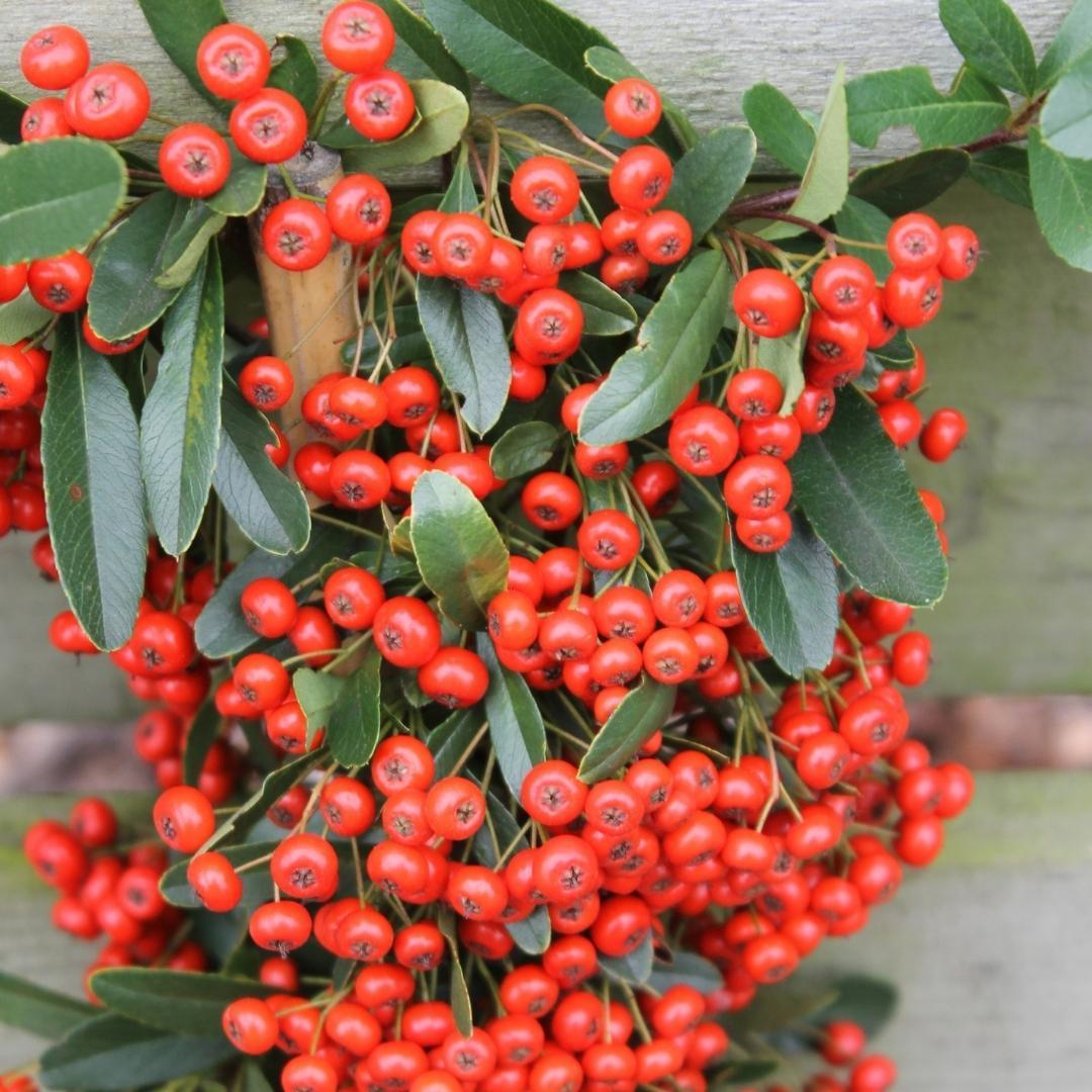 Livraison plante 2 x Pyracantha coccinea Red Star