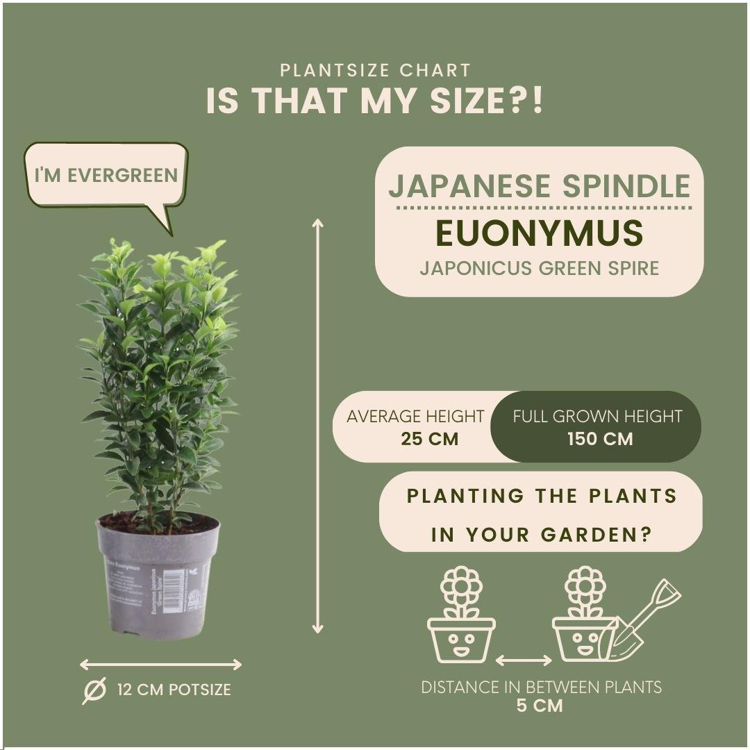 Livraison plante 24 x Euonymus japonicus 'Green Spire'