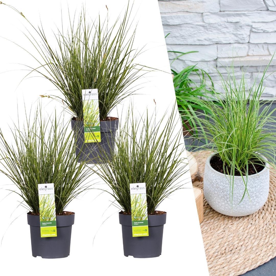 Livraison plante 3 x Carex brunnea 'Variegata'