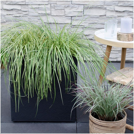 Livraison plante 6 x Carex hachijoensis 'Evergold'