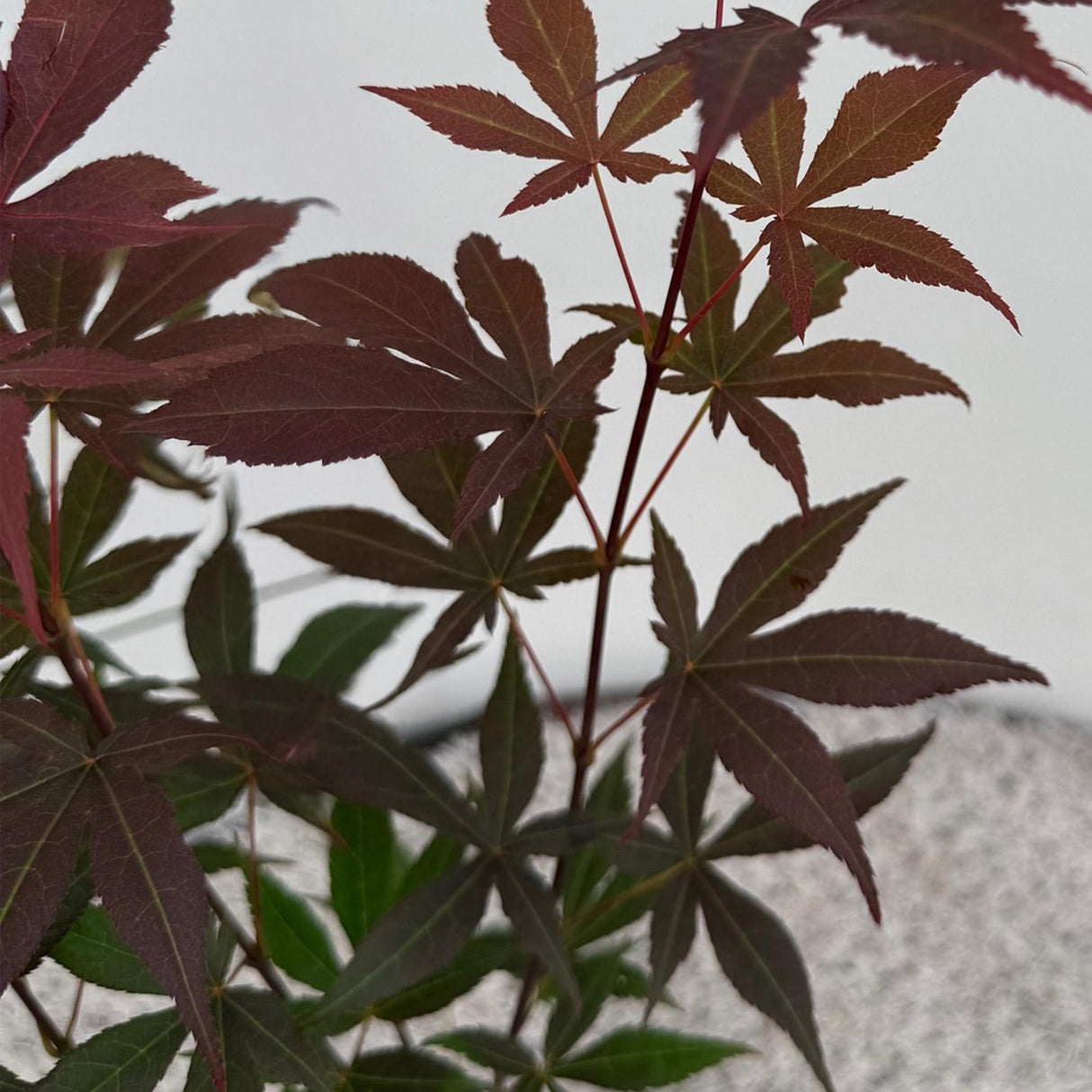 Livraison plante Acer palmatum Atropurpureum – Pot 12 cm – Hauteur 35 cm