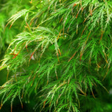 Livraison plante Acer palmatum Emerald Lace – Pot 12 cm – Hauteur 35 cm