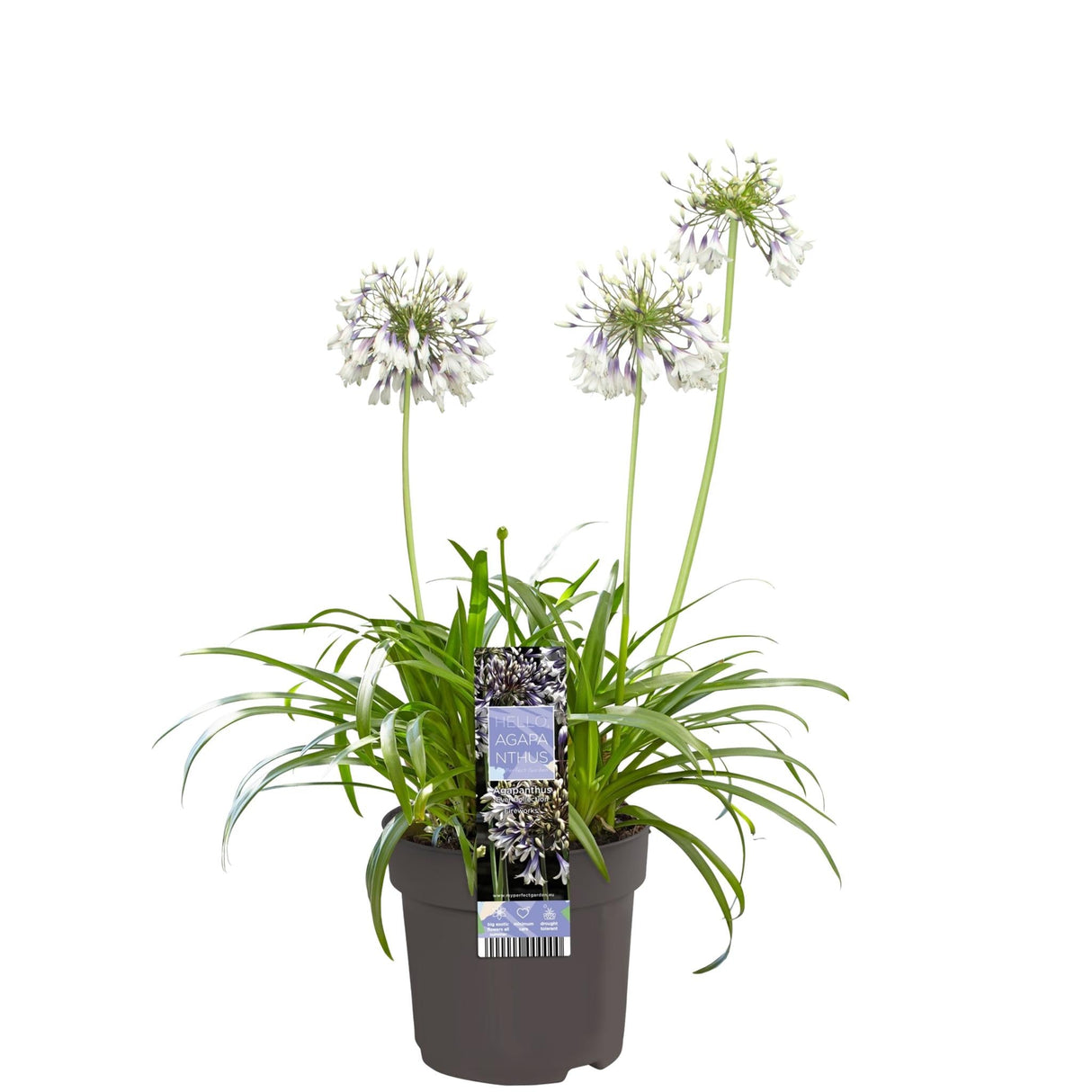 Livraison plante Agapanthe 'Fireworks' - ↨20cm - Ø14 - plante d'extérieur fleurie