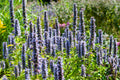 Anis-Duftnessel (Agastache) 'Black Adder'