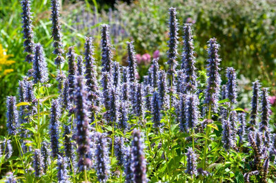 Anis-Duftnessel (Agastache) 'Black Adder'