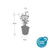 Livraison plante Agastache 'Black Adder'