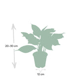 Livraison plante Aglaonema Crete