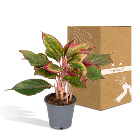 Livraison plante Aglaonema Crete