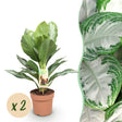 Livraison plante Aglaonema Silver Bay – Lot de 2 – Pot 17 cm – Hauteur 70 cm
