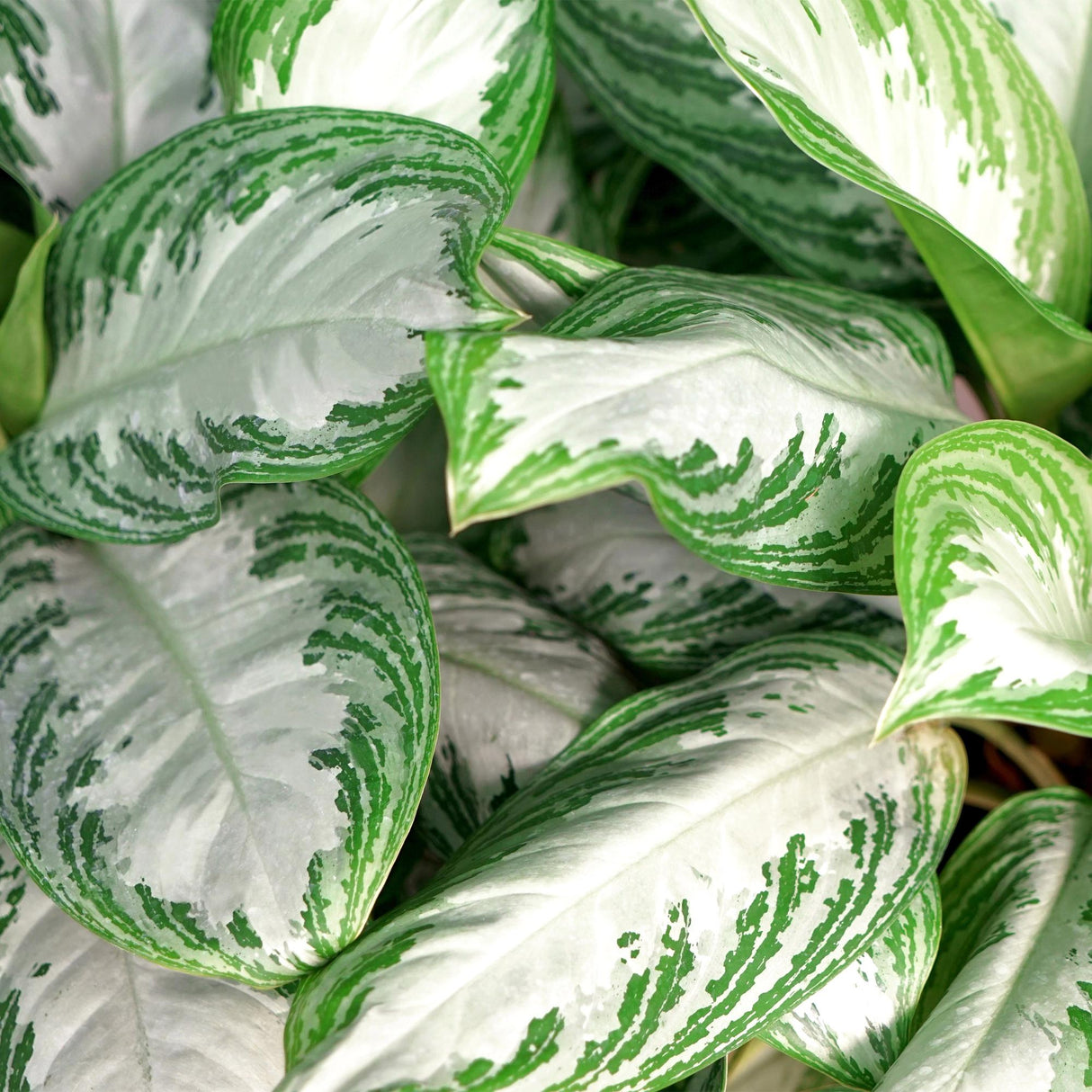 Livraison plante Aglaonema Silver Bay – Lot de 2 – Pot 17 cm – Hauteur 70 cm