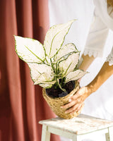 Livraison plante Aglaonema White Joy