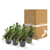 Livraison plante Ajuga reptans - Lot de 6