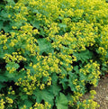 Gewöhnlicher Frauenmantel (Alchemilla mollis) 'Mollis'